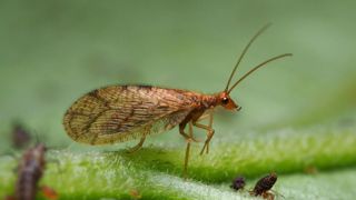 Le système Micromus de Biobest, à Westerlo (Belgique) et Orange (84), s’appuie sur le Micromus angulatus, une chrysope brune aux ailes de dentelle qui se nourrit des espèces les plus communes d’aphidés présents dans les cultures protégées. ©Biobest
